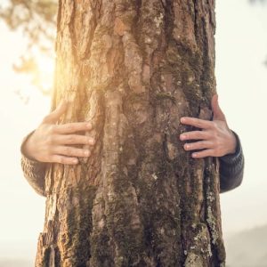 haende baum istock oatawa sq px